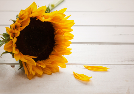 Closeup sunflower on a white wood background. Space for text.の写真素材