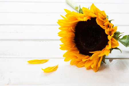 Closeup sunflower on a white wood background. Space for text.の写真素材