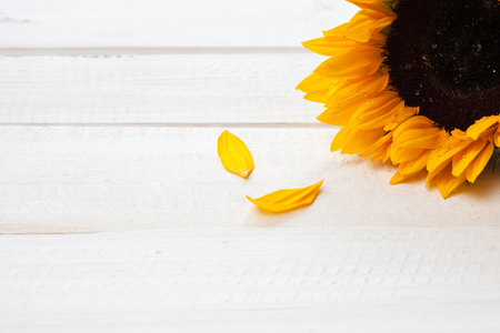 Closeup sunflower with drops on a white wood background. Space for text.の写真素材