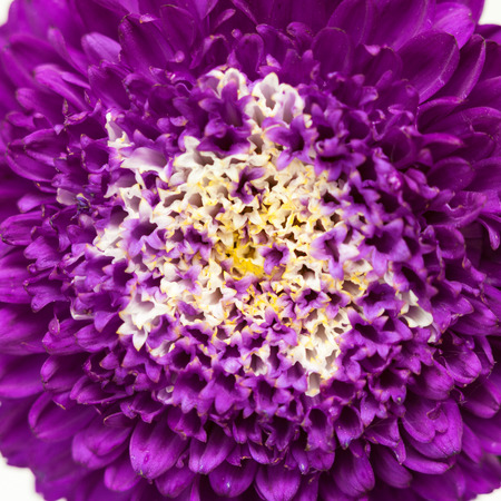 Macro background of aster flower. Shallow depth of field.の写真素材