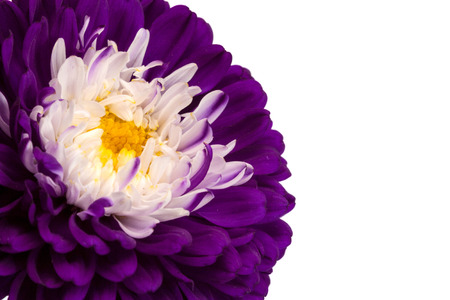 Macro background of aster flower with place for text. Shallow depth of field.の写真素材