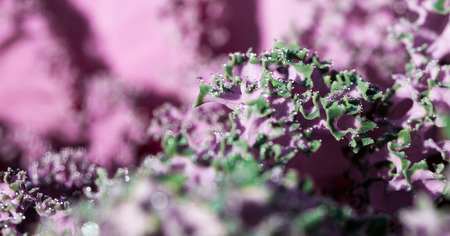 Green and pink natural background with dew drops on leaves of decorative cabbage.