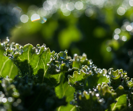 Green natural background with dew drops on leaves of decorative cabbage.の写真素材