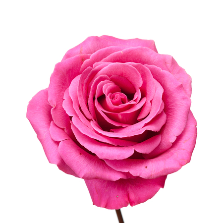 Closeup pink rose isolated on white background.の写真素材