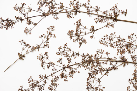 Dry plants on a white background.の写真素材