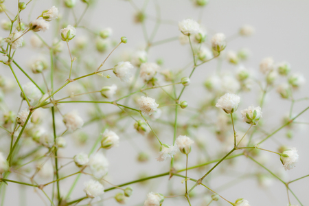 Natural  with daisiesの写真素材