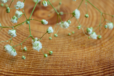 Natural  with daisiesの写真素材