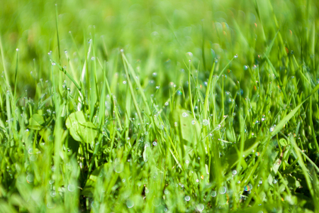 Spring natural grass background. Shallow depth of field.の写真素材