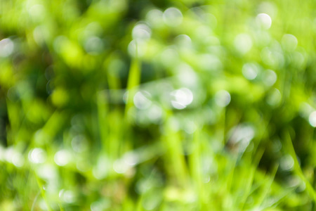 Natural green grass blurred background. Defocused outdoors bokeh backgroundの写真素材