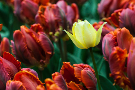 Spring natural background. Tulip flowers field.