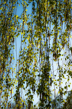 Tree branches with young leaves.の写真素材
