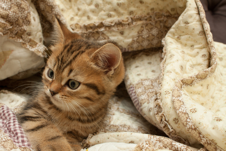 British short hair kitten hides under a blanket.の写真素材