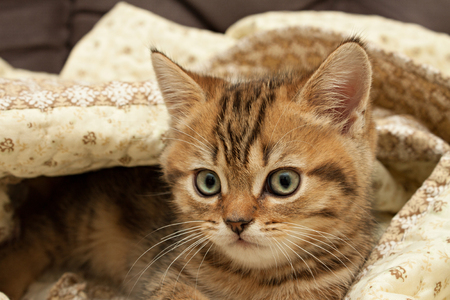 British short hair kitten hides under a blanket.の写真素材