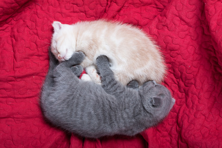 Cute british lop-eared kittens on a red blanket.の写真素材