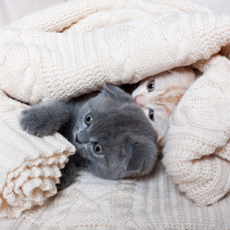 Cute british lop-eared kittens under a knitted plaid.の写真素材