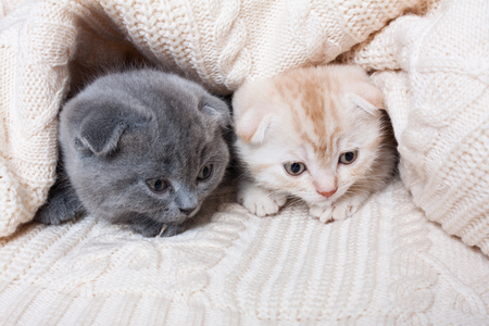 Cute british lop-eared kittens under a knitted plaid.の写真素材