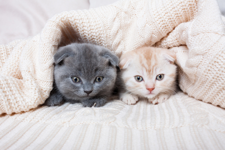 Cute british lop-eared kittens under a knitted plaid.の写真素材