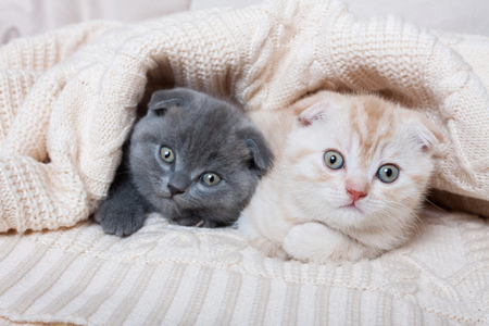 Cute british lop-eared kittens under a knitted plaid.の写真素材