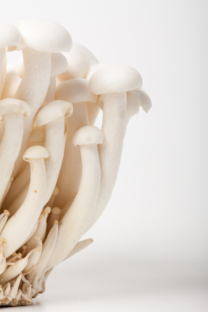 White beech mushrooms or Shimeji mushroom on white background.の写真素材