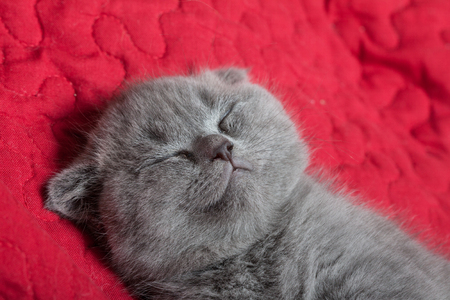 Cute british lop-eared kitten sleep on a red blanket.の写真素材