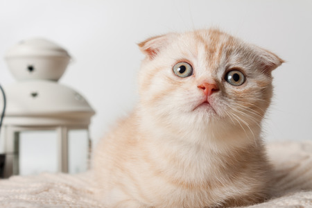 Cute british lop-eared kittens on a knitted plaid.の写真素材