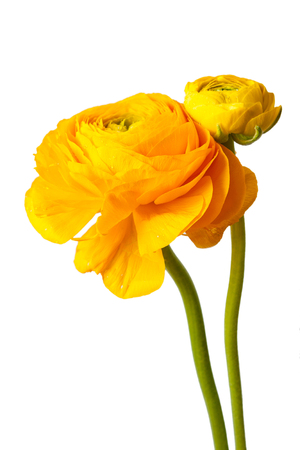 Closeup of ranunculus flowers on white background.の写真素材