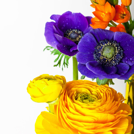 Closeup of orange ornithogalum, ranunculus, anemone flowers on white background.の写真素材