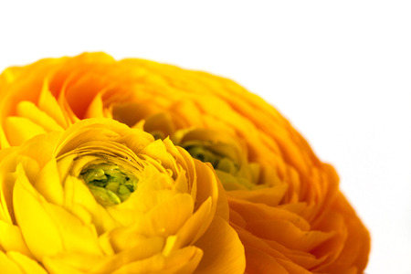 Closeup of ranunculus flowers on white background.の写真素材