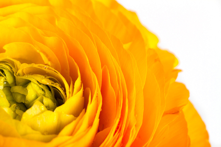 Closeup of ranunculus flowers on white background.の写真素材