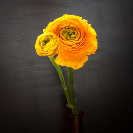 Closeup of ranunculus flowers on dark background.