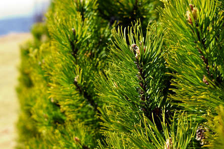 Pinus mugo tree spring detail