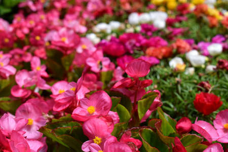 Lot of multicolored flowers in gardenの写真素材