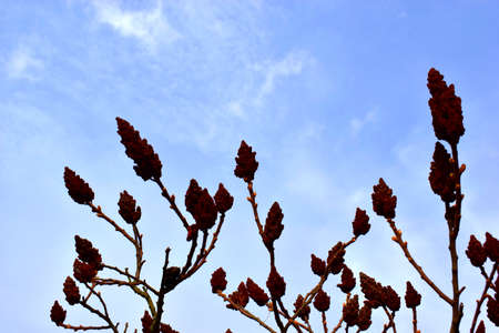 Staghorn sumac or Rhus typhina fruits against blue sky