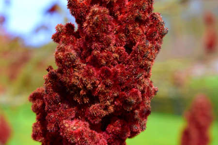 Overwintering staghorn sumac or Rhus typhina fruits on bare branches
