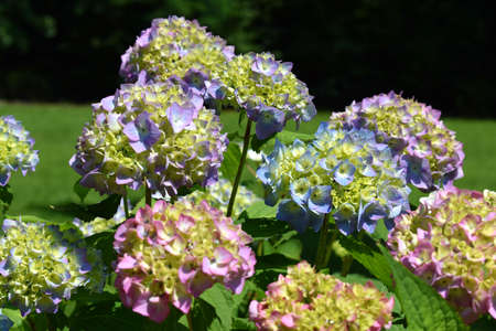 Multicolored hydrangea in parkの写真素材