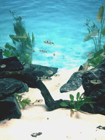 Fish at the Shedd Aquarium