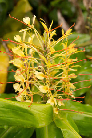 Hawaiian flowerの写真素材