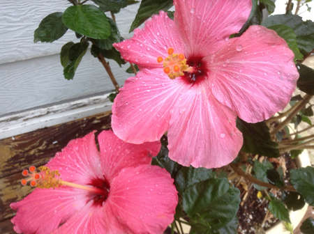 Pink hibiscus flower with water dropsの素材