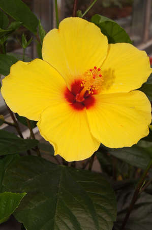 Hawaiian hibiscus yellowの素材