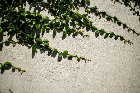 Creeper plant on a white wallの写真素材