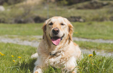 Golden retriever dog smiling calmly posing for a photograph, in a green meadow on sunny day.の写真素材