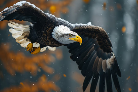 Bald Eagle (Haliaeetus leucocephalus) in flight.の素材