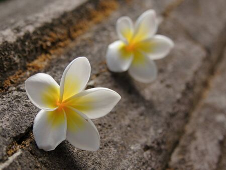 two frangipani flowers at stone backgroundの写真素材