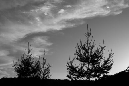 firs against dramatic sky. black and whiteの写真素材