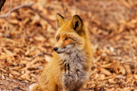Fox in winter fur in late autumn in the forest against a background of fallen leaves in dry grass.の写真素材