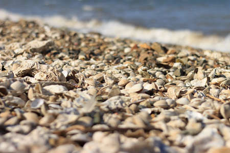 Oysters and shells of other mollusks thrown by a storm onto the sandy seashore.