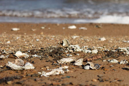 Sea shore with storm-thrown shells on the sand.e.