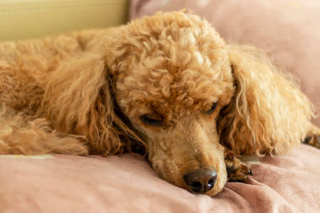 A sad little apricot poodle sleeps on a bed on a pillow.の写真素材