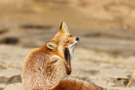 A satisfied well-fed fox sits and scratches his paw behind his ear.の写真素材