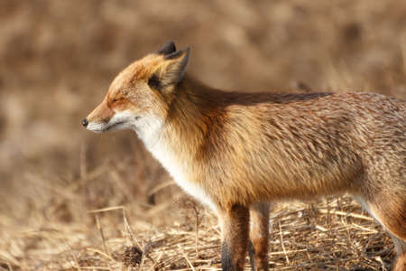 The fox in the autumn forest squints at the sun and closes its eyes.
